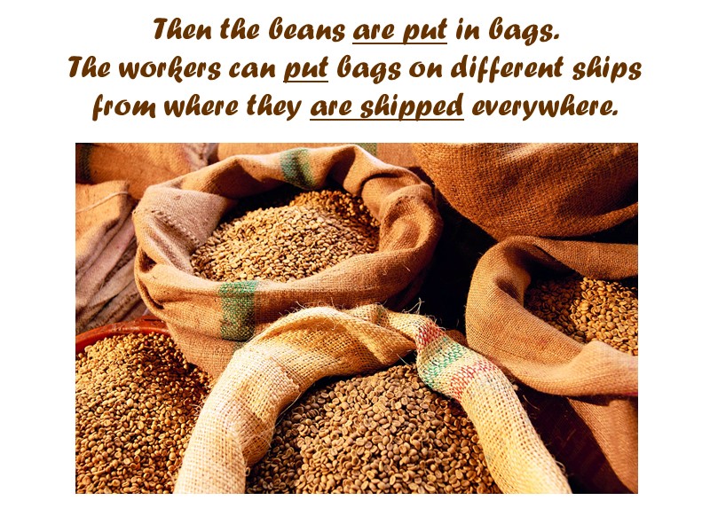 Then the beans are put in bags.  The workers can put bags on